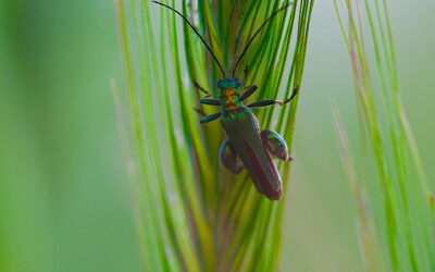 Corso di Fotografia Macro